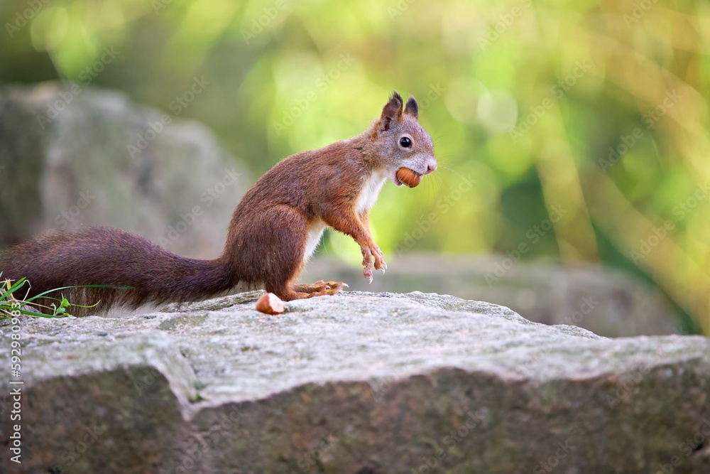 Closeup shot of a Red squirrel eating on a rock in a forest on a sunny day Closeup shot of a Red squirrel eating on a rock in a forest on a sunny day