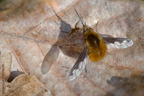 Le grand bombyle (Bombylius major) prenant le soleil sur les feuilles mortes du sol de la forêt