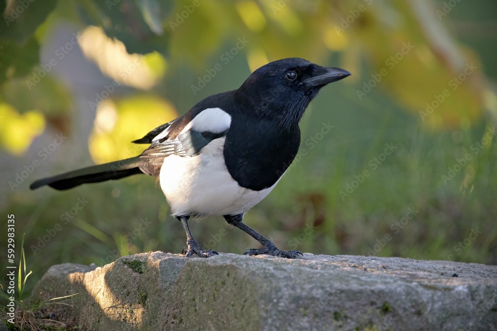 Black and white magpie perching on rock Black and white magpie perching on rock