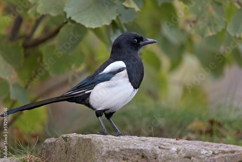 Black and white magpie perching on rock