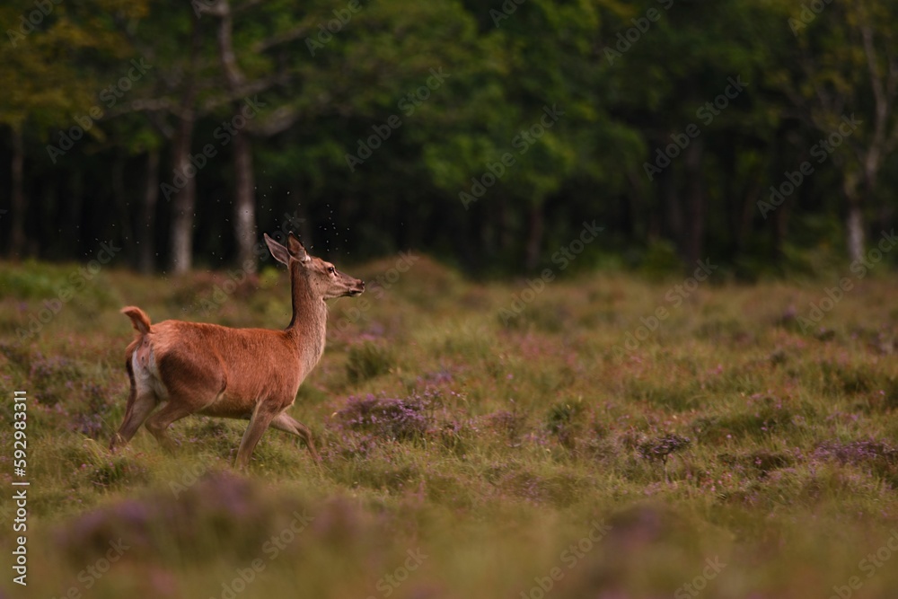 Closeup shot of a European fallow deer on a grass field in a forest