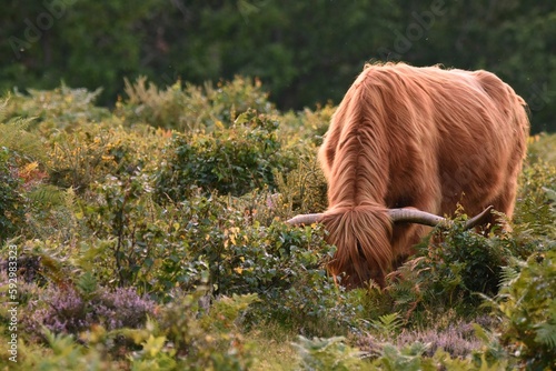 Closeup shot of a Highland cattle on a grass field in a forest