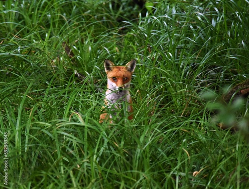 Closeup shot of an orange Sakhalin fox on the grass in a forest