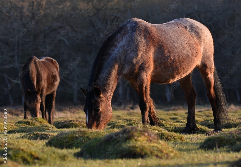 Closeup shot of two brown horses grazing on a grass field in a forest Closeup shot of two brown horses grazing on a grass field in a forest
