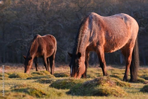 Closeup shot of two brown horses grazing on a grass field in a forest
