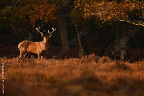 Fotografie, Tablou Closeup shot of a red deer on a grass field in a forest