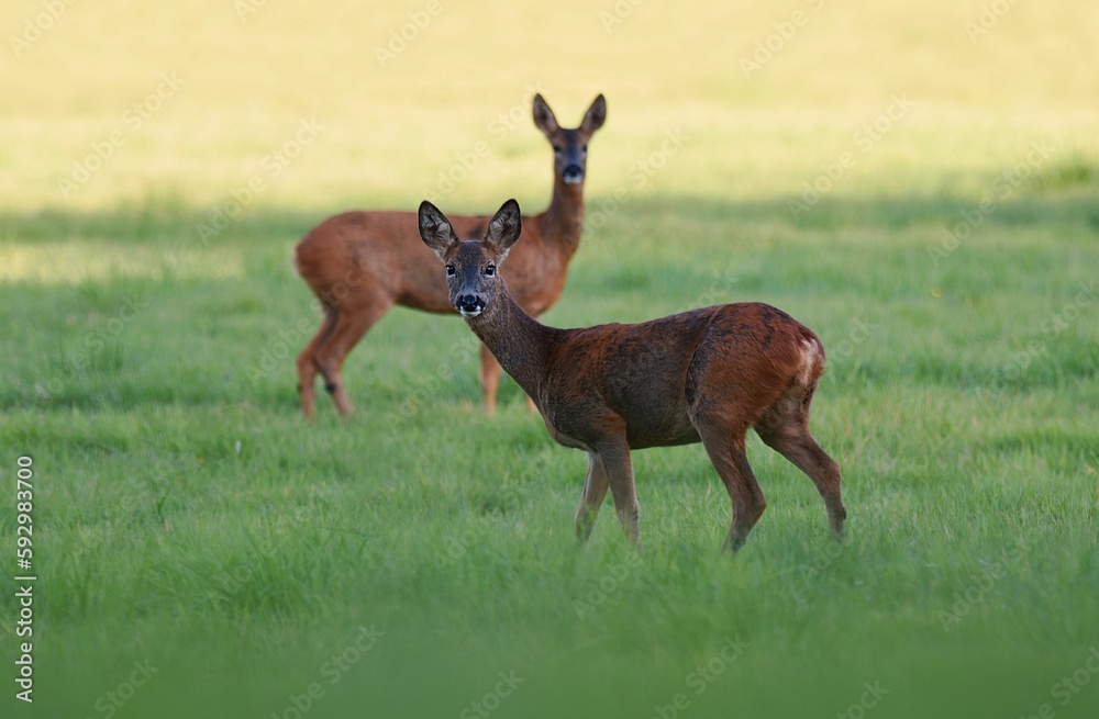 Beautiful deers in nature during the daytime Beautiful deers in nature during the daytime