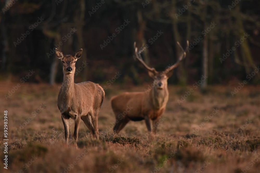 Beautiful deers in nature during the daytime Beautiful deers in nature during the daytime