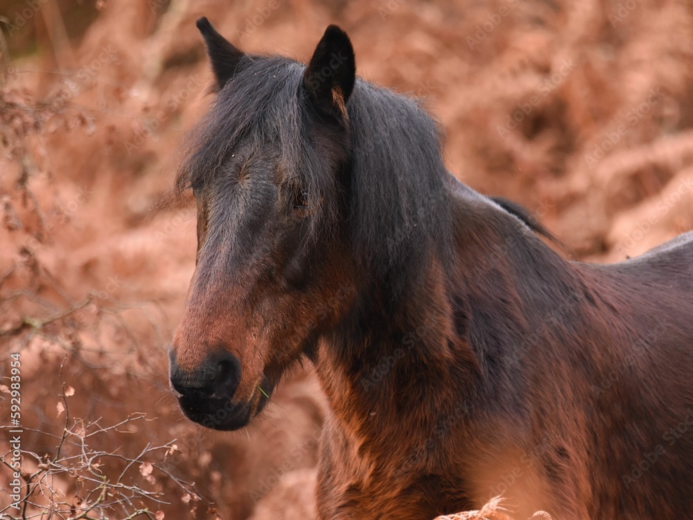 Closeup of a beautiful horse in nature during the daytime