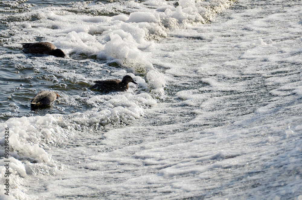 Fototapeta premium 川の鴨