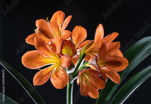 Clicia Miniata on a dark background photo