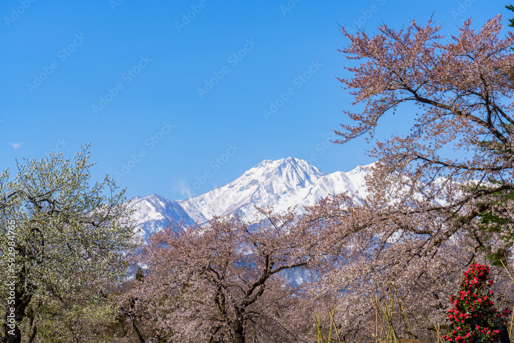 松ヶ峯の桜と残雪の妙高山　新潟県上越市の桜の名所