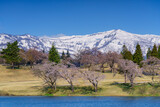 松ヶ峯の桜と残雪の妙高山　新潟県上越市の桜の名所