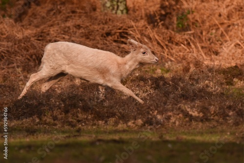 Cute Roe deer running in nature on a sunny day