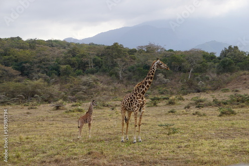 family giraffe