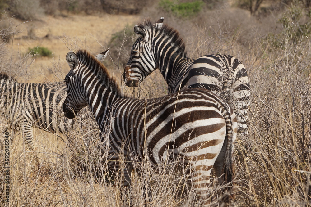 Obraz premium zebras in the savannah