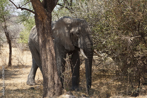 huge elephant under tree