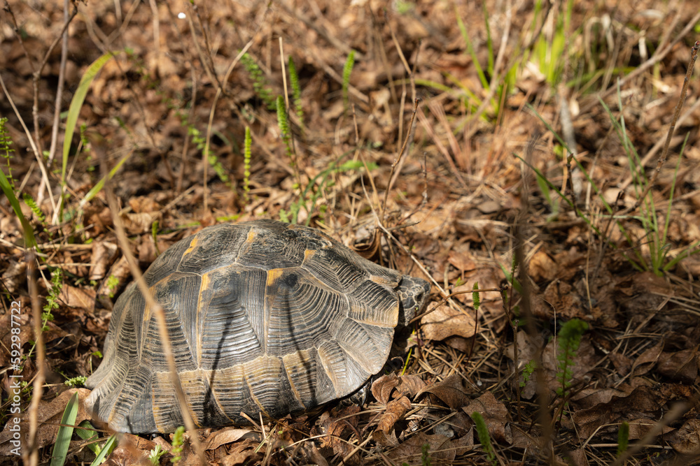 The Dobrogean land turtle is a fascinating creature that has adapted to survive in the arid, sandy terrain of its native habitat. Its intricate shell is designed to protect it from predators The Dobrogean land turtle is a fascinating creature that has adapted to survive in the arid, sandy terrain of its native habitat. Its intricate shell is designed to protect it from predators