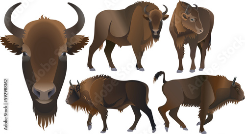 rare animal bison european wild ox