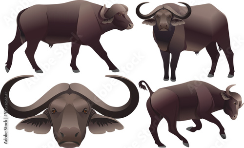 african animal buffalo black bull realistic ox