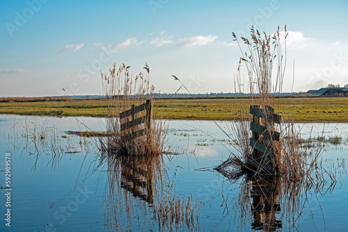Wooden gate with marran grass in water in the countryside from Friesland in the Netherlands photo