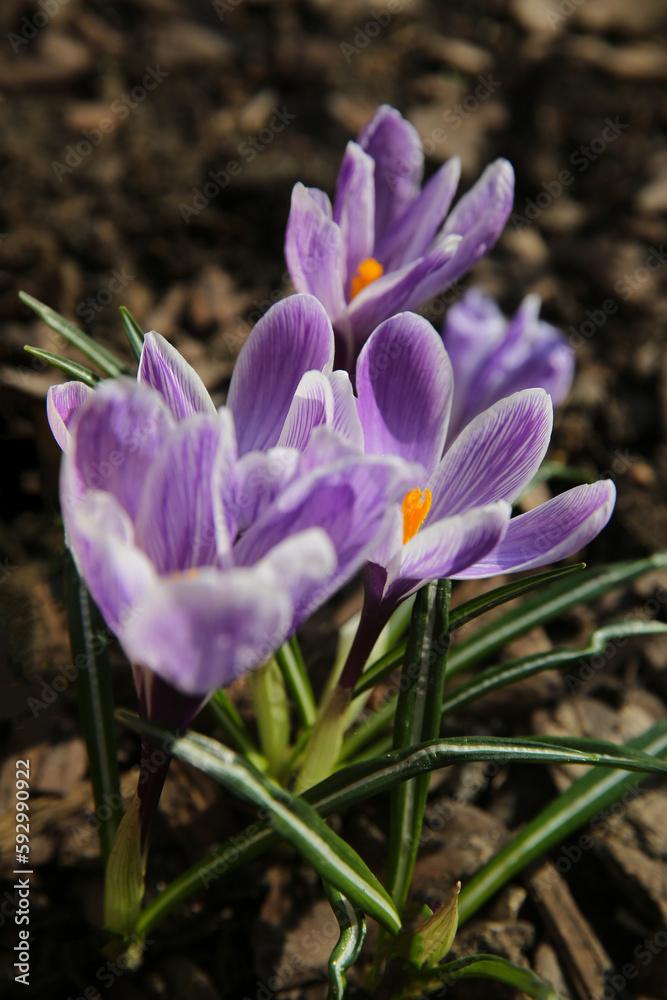 blurred floral background, crocus flowers on a sunny day blurred floral background, crocus flowers on a sunny day