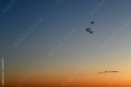 Birds flying against blue and orange sky © LeBarron Studios