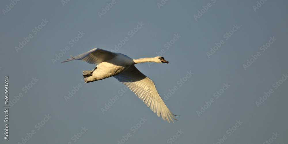 Mute swan flying in the sky. Cygnus olor on a blue background. Mute swan flying in the sky. Cygnus olor on a blue background.