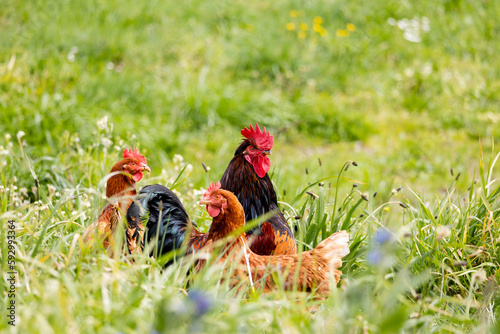Quadro su tela Cock in a farm in Asturias, Spain