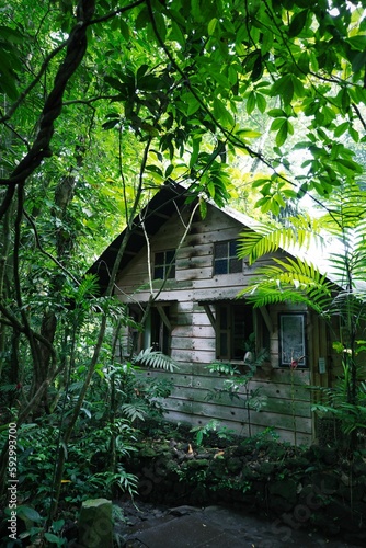 Closeup of an old house in the forest in the Ecological Reserve Nanciyaga © Jorge Eric Vargas Pitalua/Wirestock Creators