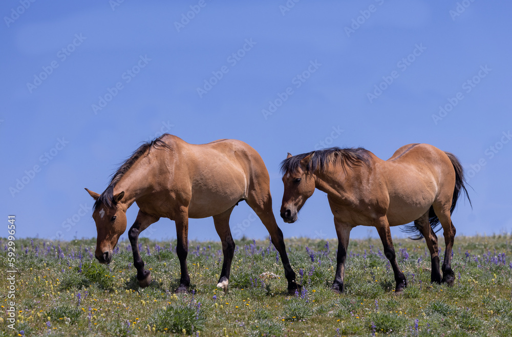 Wild Horses in Summer in the Pryor Mountains Montana Wild Horses in Summer in the Pryor Mountains Montana