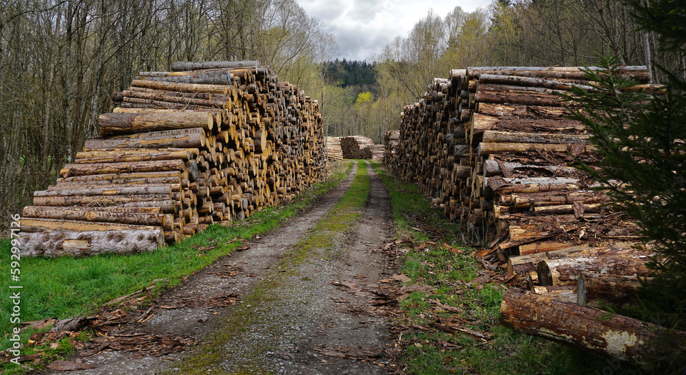 Holzlagerplatz; Holzeinschlag; Holzfällerei; Forstwirtschaft; Holzstapel;