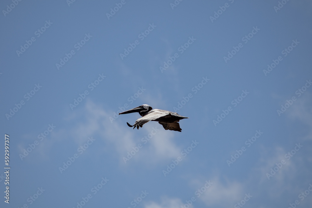 Fototapeta premium pelican in flight