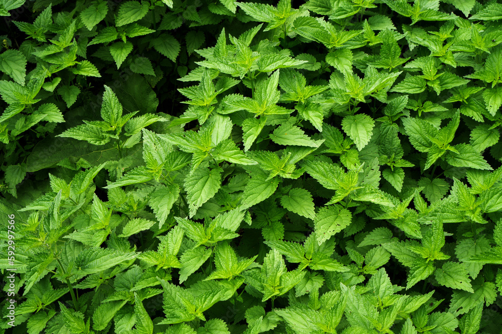 Obraz premium Nettle thickets. Fresh nettle leaves. Green leaves background.