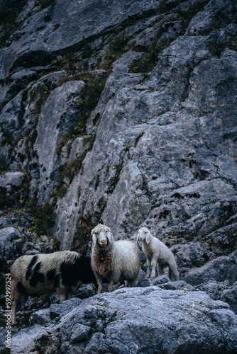 Vertical shot of a cute white mother sheep with its child lamp standing on the rock cliffs