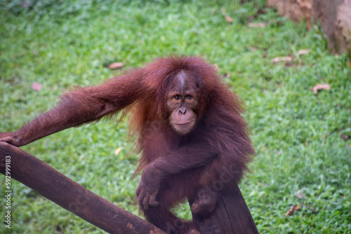 Close up of The Sumatran orangutan, Pongo abelii