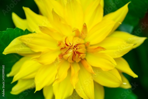 Close-Up Blooming Radiant Yellow Dahlia Flower in Macro Photography