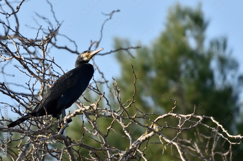 Cormorant standing on tree branch, sky background Cormorant standing on tree branch, sky background