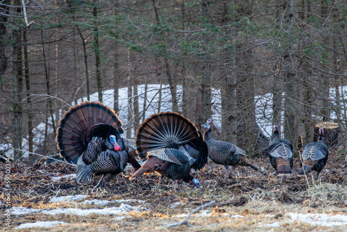 Two male wild eastern turkeys (Meleagris gallopavo) displaying and strutting in front of hens