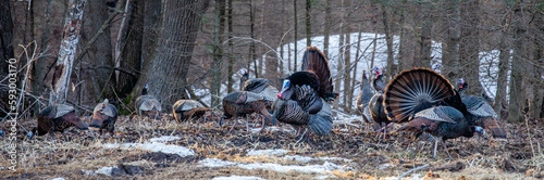 Принти на полотні Two male wild eastern turkeys (Meleagris gallopavo) displaying and strutting in