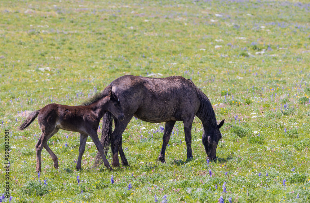 Wild Horse Mare and Foal in Summer in the Pryor Mountains Montana Wild Horse Mare and Foal in Summer in the Pryor Mountains Montana