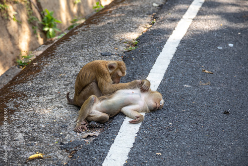 Beautiful monkeys on the road. Animal primates. Monkey mountain in thailand. Sunny day. Macaques on the street.