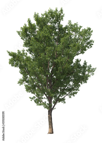 Populus Deltoides, eastern cottonwood, necklace poplar, large tree, light for da Fototapet