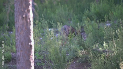 Closeup footage of an Iberian wolf in a zoo in daylight surrounded by wild nature photo