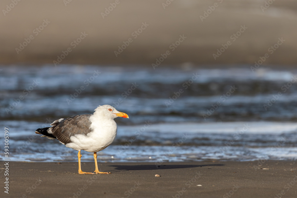 Lesser black-backed gull (Larus fuscus) on the beach on Juist, East Frisian Islands, Germany. Lesser black-backed gull (Larus fuscus) on the beach on Juist, East Frisian Islands, Germany.
