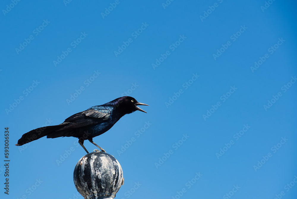 Fototapeta premium A close up of a boat-tailed grackle with a clear blue sky background.