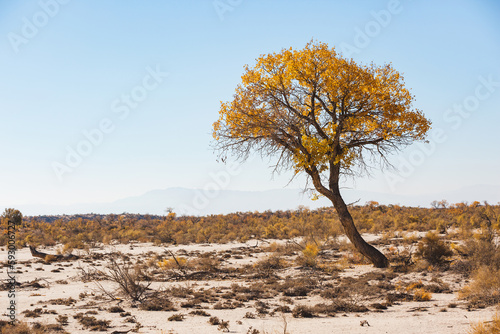 Turanga or poplar variegated trees in Altyn Emel National Park. Atumn in Kazakhstan