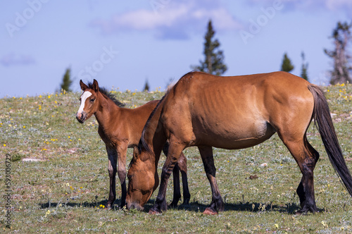 Wild Horse Mare and Foal in Summer in the Pryor Mountains Montana