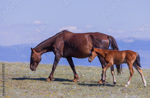 Fototapeta Naklejka Na Ścianę i Meble -  Wild Horse Mare and Foal in Summer in the Pryor Mountains Montana