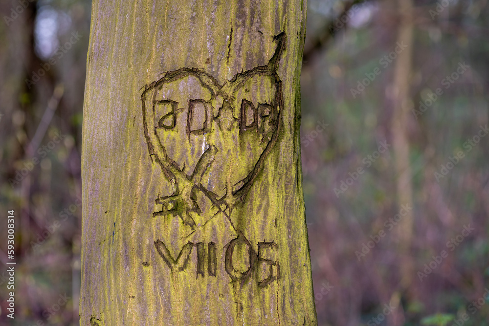 serce wycięte na drzewie jako znak miłości - obrazy, fototapety, plakaty 